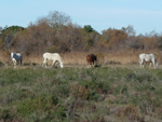 Chevaux.